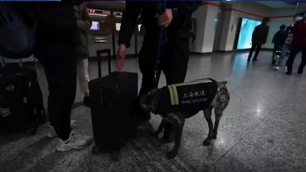 超萌“安保组”上线，上海樱花节防爆犬在顾村公园地铁站上岗