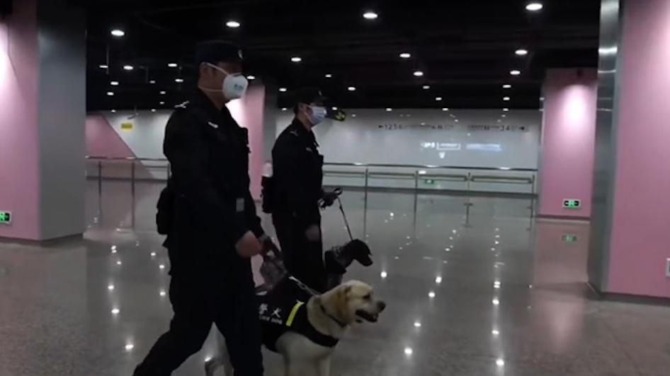 上海樱花节防爆犬首次在顾村公园地铁站上岗，满满的安全感