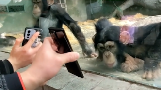 上海动物园游客为吸引黑猩猩，给其看短视频惹争议