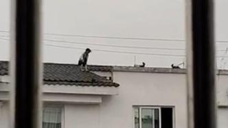 邻居发现几名儿童在楼顶玩耍将他们吼下