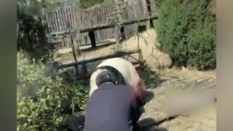 游客闯入熊猫园逗大熊猫，已被警方带走