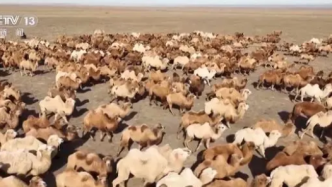 400多峰骆驼“准妈妈”集体待产，“智慧”牧场精心饲育