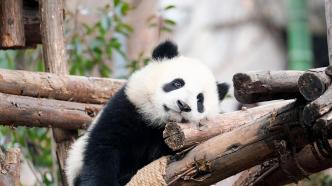 图集｜春光好！北京重庆成都广州湖州的顶流大熊猫，等你来看