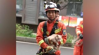 流浪猫被困6楼外墙多日，女子救助无果后求助消防