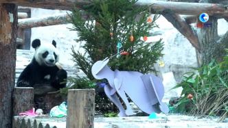 莫斯科动物园园长：大熊猫是和平的象征
