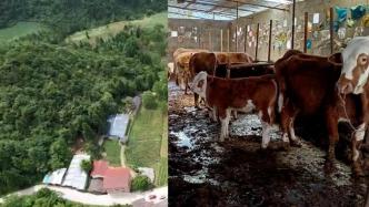 水源保护区建肉牛养殖场，石柱县回应尚未关停原因