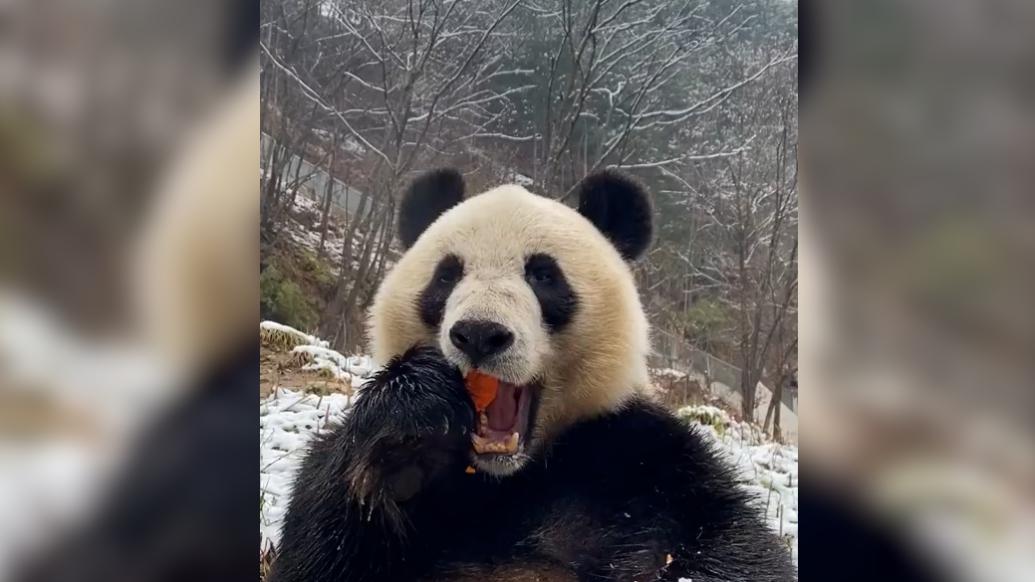 大熊猫雪中啃胡萝卜原声好上头
