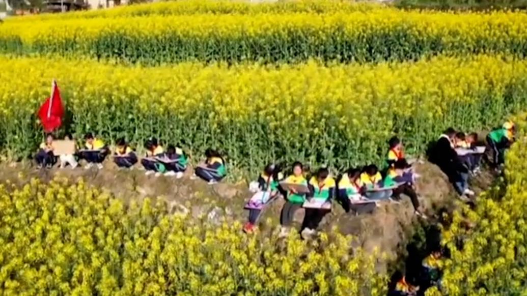 重庆一学校把课堂搬到田间地头，学生在油菜花田里“画春天”