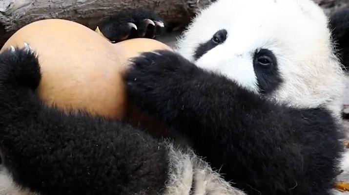 成都大熊猫繁育研究基地：“宝新”因多器官功能衰竭不幸离世