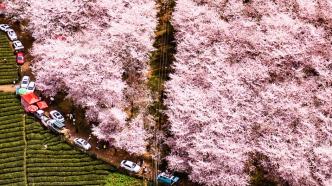 图集｜贵州：如雪似霞，2.4万亩樱花竞相绽放