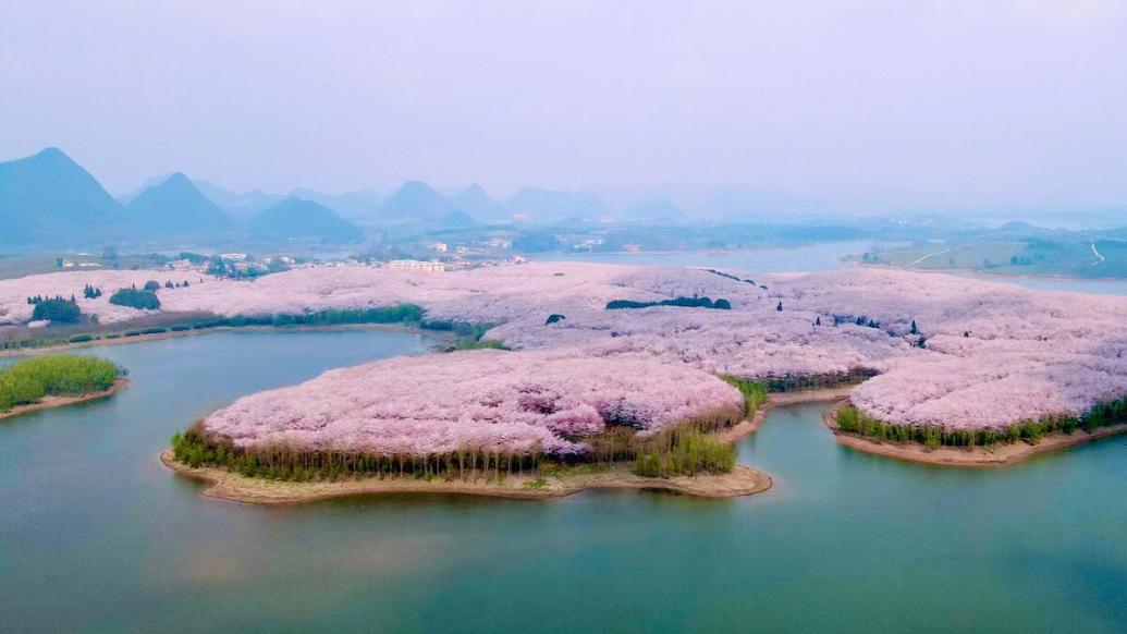 贵州贵安万亩樱花怒放，美如仙境