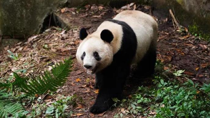 旅日大熊猫“香香”隔离检疫期结束，未来将与公众见面