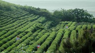 一片茶叶美了乡村富了百姓，苏州洞庭山碧螺春的振兴样本