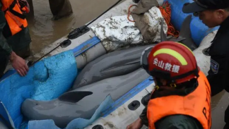 浙江海寧錢塘江邊兩條江豚擱淺，獲救后回游一圈離去