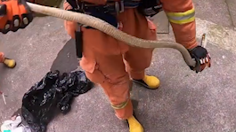 上海一居民楼“蛇出没”，消防员上门成功抓捕