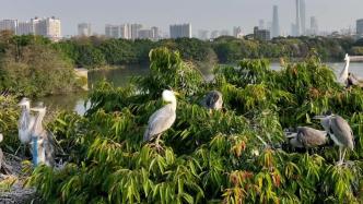 广州海珠湿地鹭鸟翩飞生态美