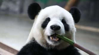 山东临沂动植物园公布大熊猫银柯生活现状：目前身体非常健康