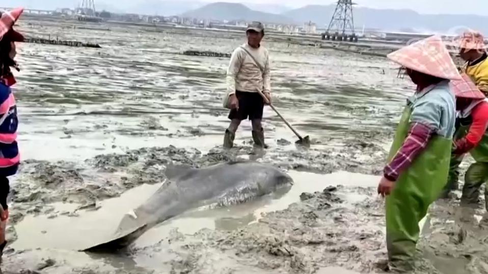福建一重约500斤的海豚搁浅，多方合力救援助其脱险