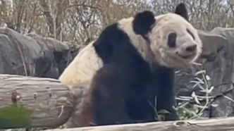 视频丨“精神越来越好了”，大熊猫丫丫叼着竹子爬木桥