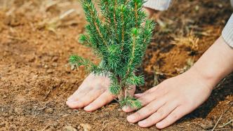 公益湃CSR周刊：企业联动各方，多互动形式倡导植树造林