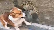 柯基随主人造访动物园，小豹子隔着玻璃“拍打”