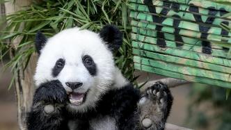 马来西亚5月将送别“谊谊”和“升谊”两只大熊猫