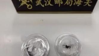 邮寄“塑料模型”入境，武汉邮局海关查获活体昆虫2只