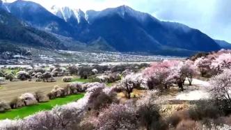 西藏林芝：春风又催桃花开