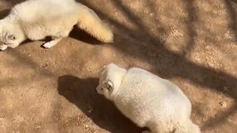 威海某动物园白狐走红，胖到被网友戏称“行走的煤气罐”