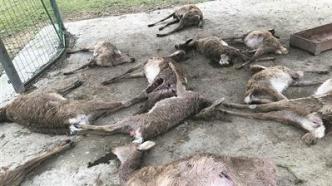两条猎犬深夜闯入温州一梅花鹿养殖基地，13只鹿被咬死