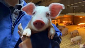 女大学生毕业当养猪场保育员