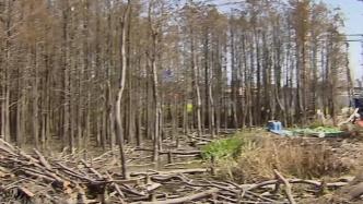 上海松江一片承诺保留的水杉林，怎么变成了这样？