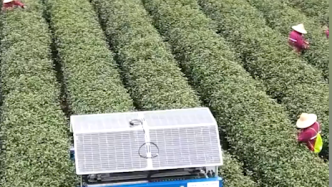 龙井茶园用上全球首款采茶机器人，自动识别茶叶嫩梢