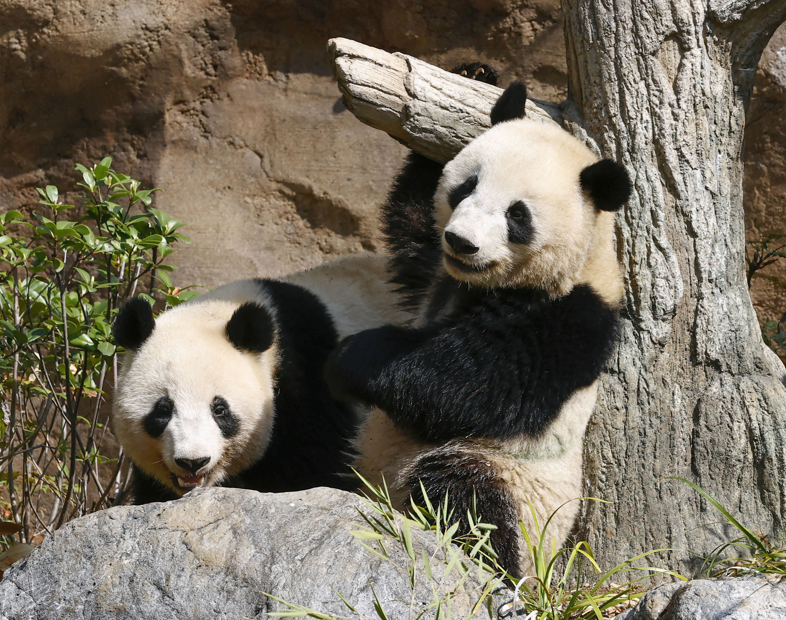 全球唯一大熊猫三胞胎快八岁啦！