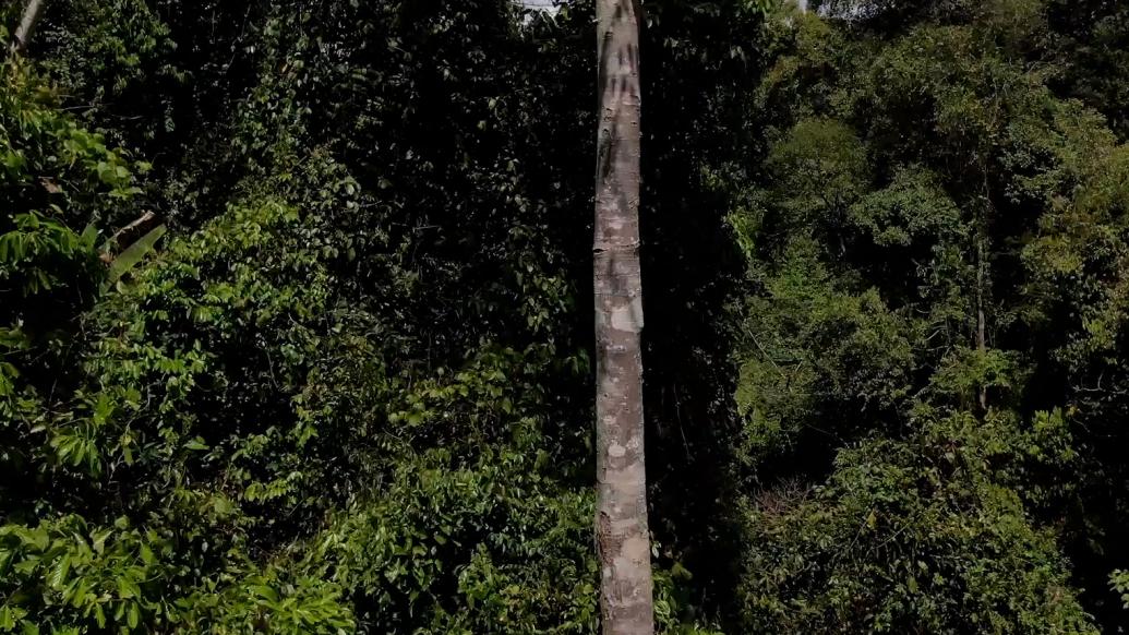 云南德宏發(fā)現(xiàn)國(guó)家二級(jí)保護(hù)野生植物伯樂樹