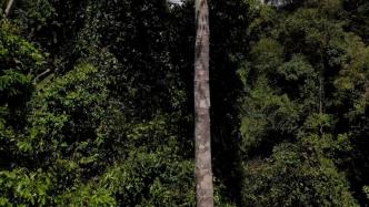 云南德宏发现国家二级保护野生植物伯乐树