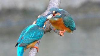 雌雄两只小鸟在树枝上传递爱情“信物”，镜头拍下温馨瞬间