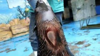 合肥野生动物园回应“海豹疑似受虐待”：系海狮换毛斑秃不齐