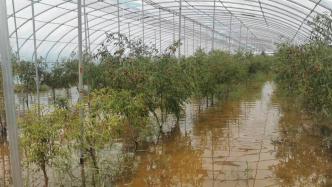 陕西大荔一排碱渠决堤致农场被淹，受灾方不满当地仅付45万救助继续索赔
