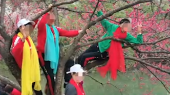 桃花节“树上挂满大爷大妈”，三峡大学回应保卫处已加强引导