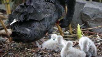 “萌宝”破壳，黑天鹅宝宝成为上海动物园天鹅湖“首发天团”