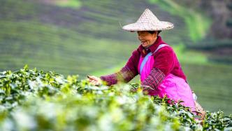 图集｜茶垄翠碧，国内多个产茶区迎来明前茶采摘
