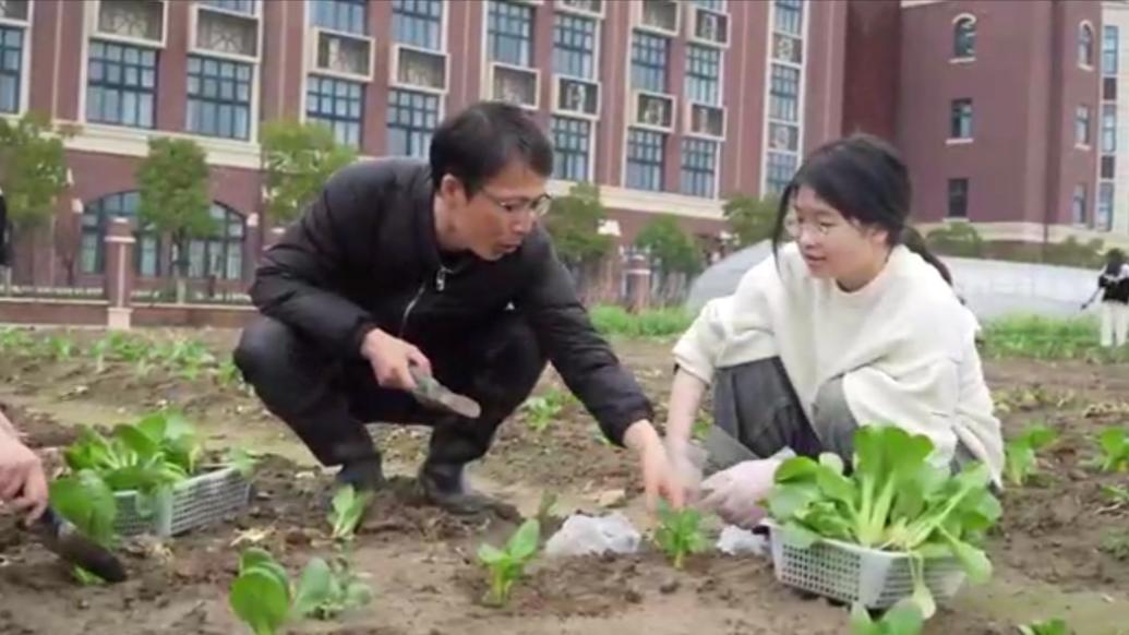 上海一高校開辟100畝勞動基地，學生下地種菜掙學分