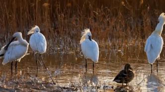 小鸟换了新发型！孝河国家湿地公园白琵鹭长出繁殖羽