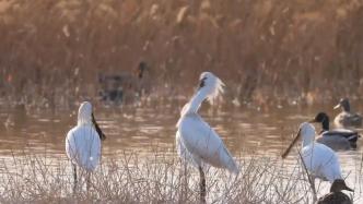 春意渐浓，孝河国家湿地公园白琵鹭换上“季节限定”发型