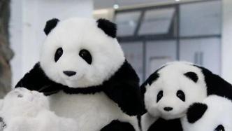 “大熊猫热”带动熊猫概念经济：仿真玩偶热销，一只上千元