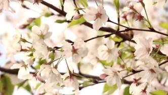 江西鳳凰溝十萬株櫻花迎來最佳觀賞季