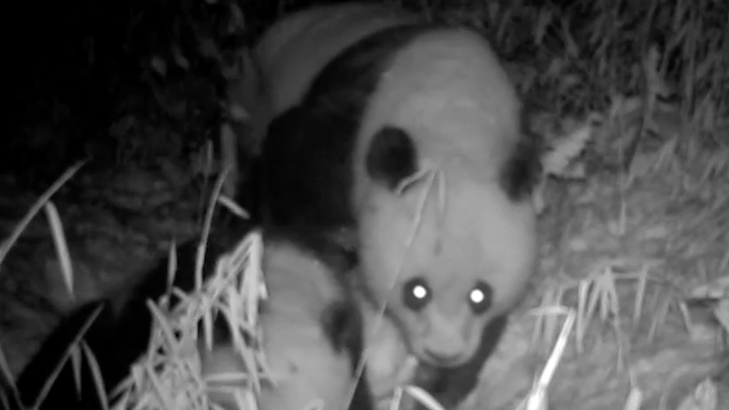 野生大熊猫母子外出“吃宵夜”被“抓拍”