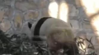 大熊猫萌兰“反向投喂”饲养员吃竹子