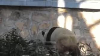 大熊猫萌兰“反向投喂”饲养员吃竹子